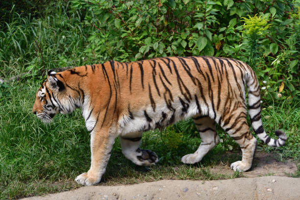 Kotora melnkalne