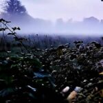 Misty meaner