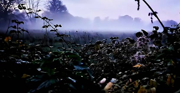 Misty meaner