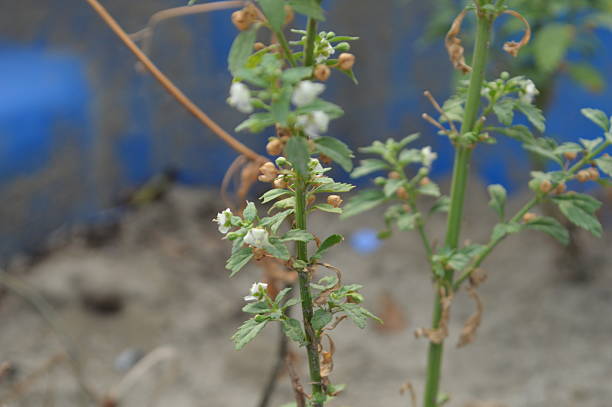 Pernithia galnith